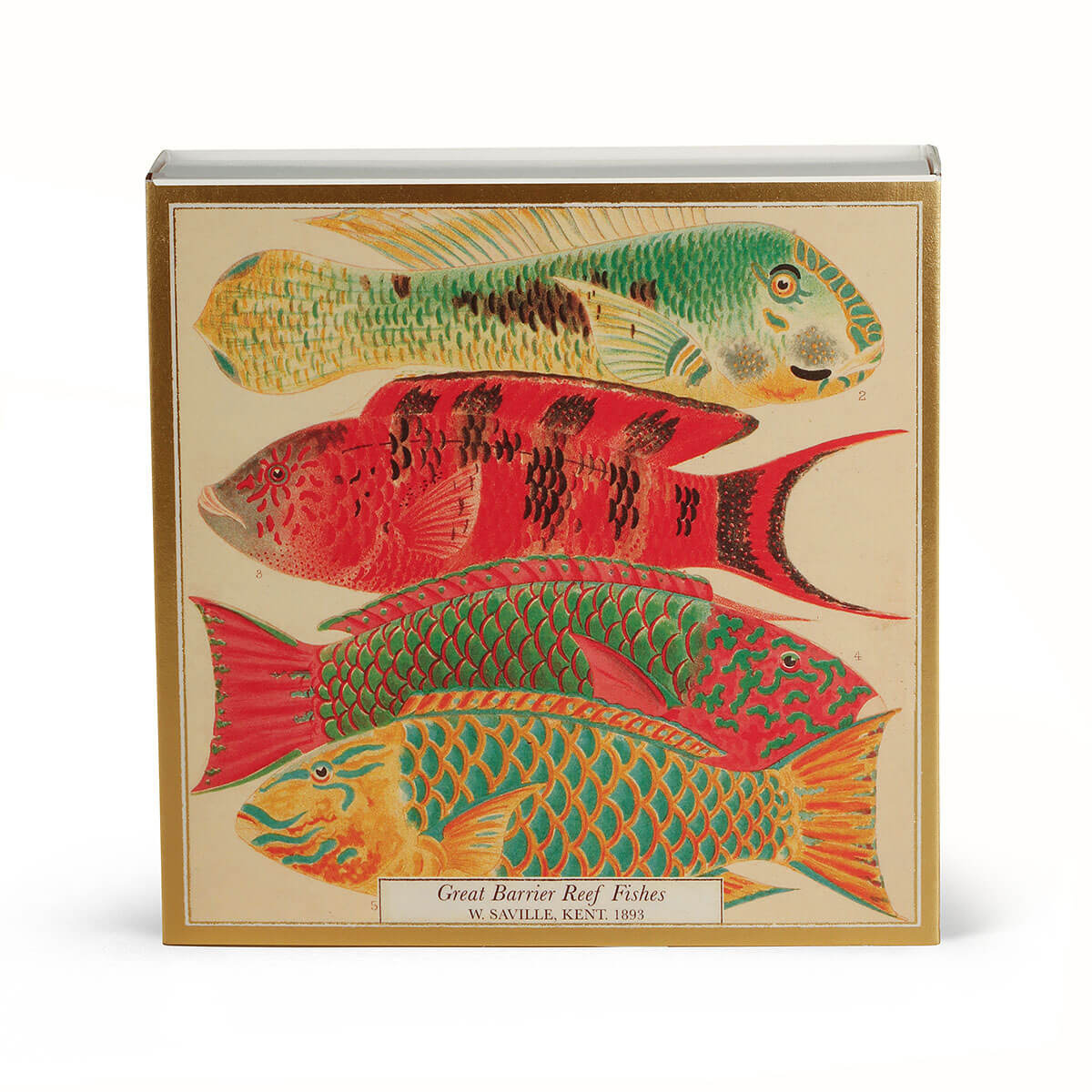 Zündhölzer XL – Museum Fish