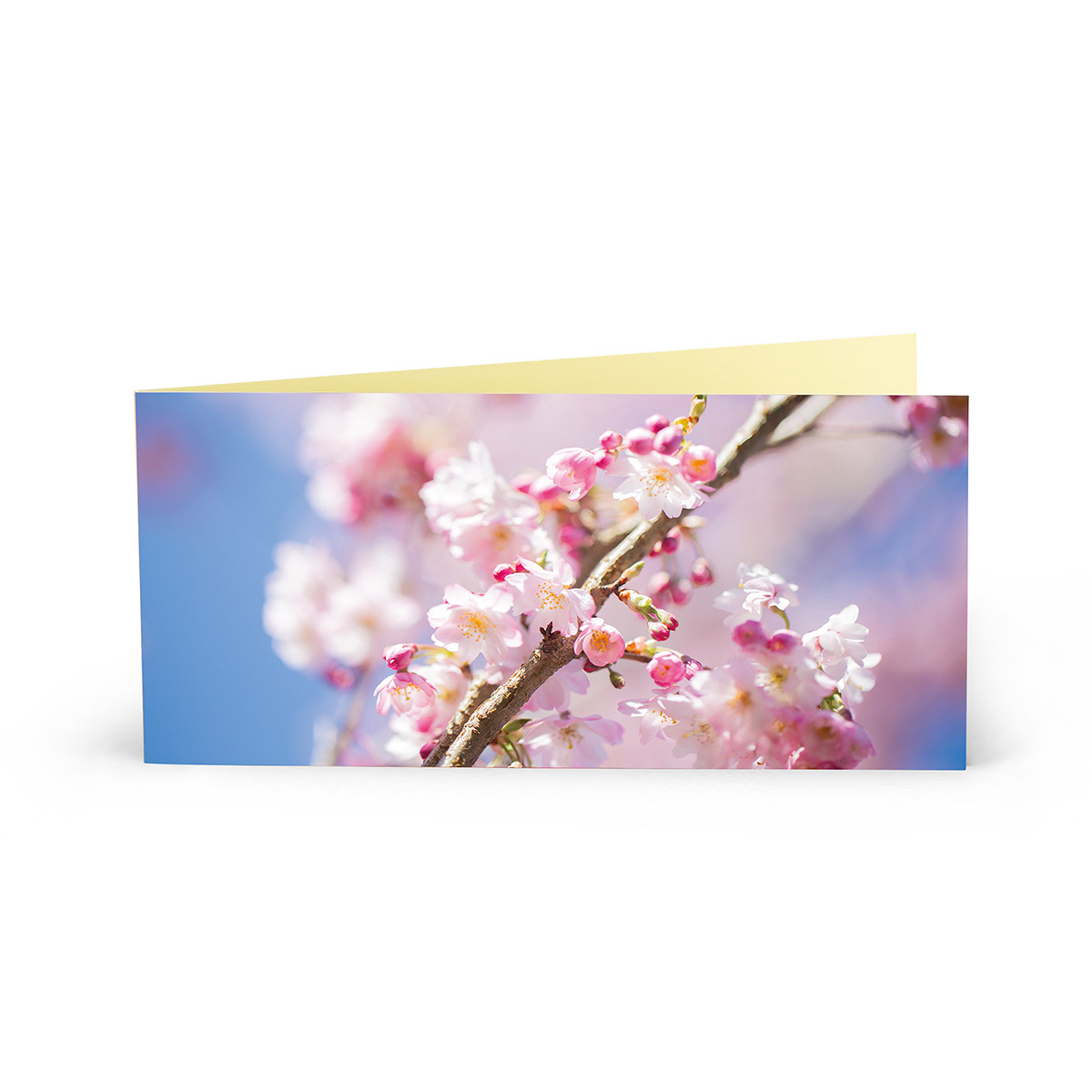 Brieflicht – Kirschblüten