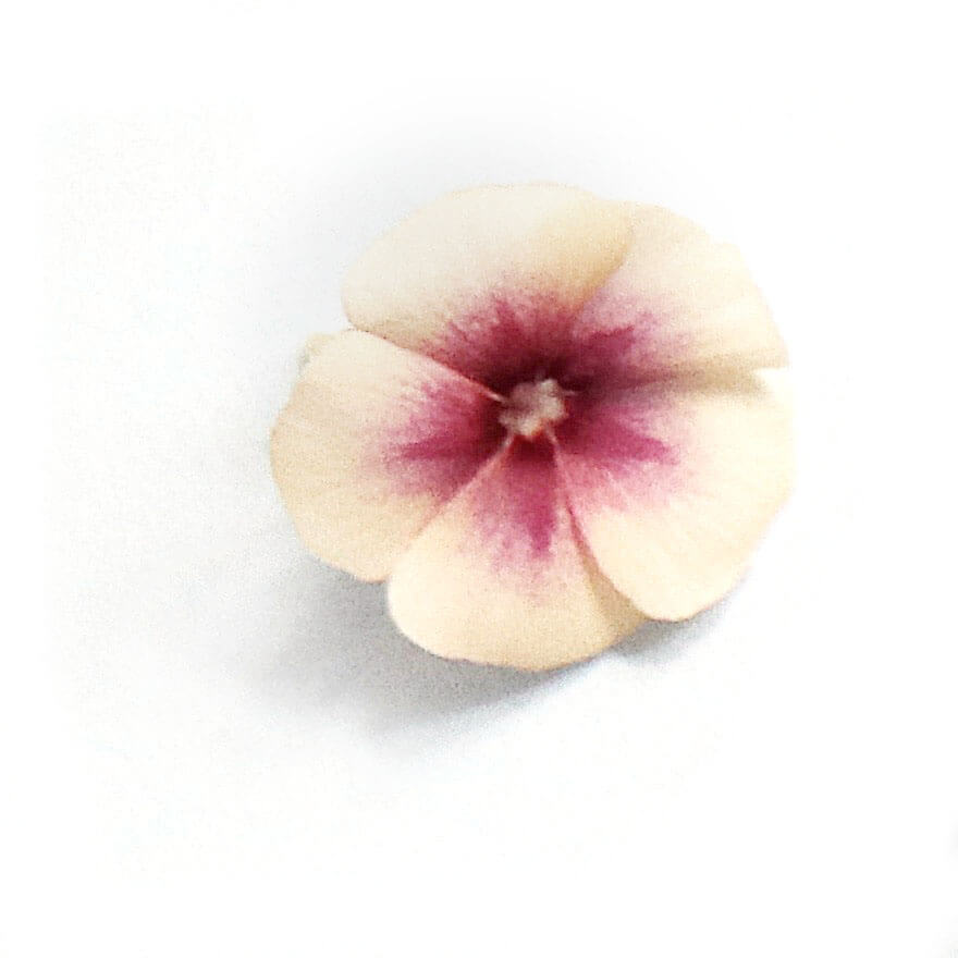 Zarte Blüte mit fünf creme-farbenen Blütenblättern. Die Basis der Blütenblätter ist in einem dunkleren Magenta Farbton gefärbt, welcher sanft in das Creme übergeht. Die Blüte liegt isoliert auf einem rein weißen Hintergrund.