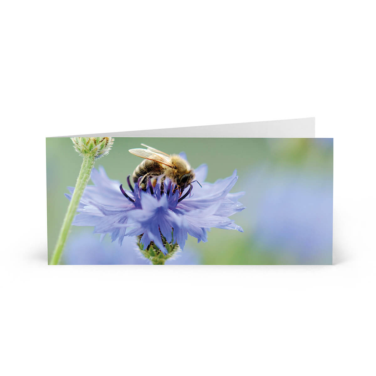 Brieflicht – Honigbiene