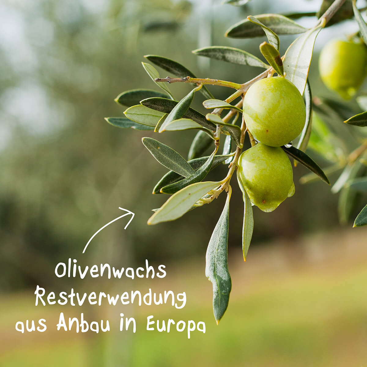 Zylinderkerze aus Olivenwachs-Stearin 80/70 mm – vegan