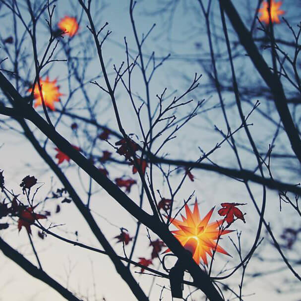 herrnhuttersterne_im_baum