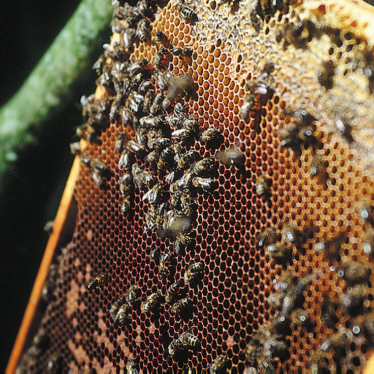 Bienenwachs gelb 60% - in Barren